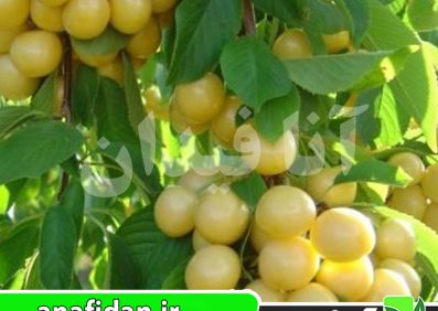 نهال گیلاس سفید 90