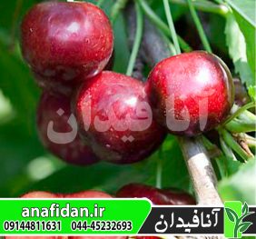 نهال گیلاس سلست