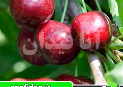 نهال گیلاس سلست