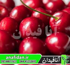 نهال گیلاس سویت آن