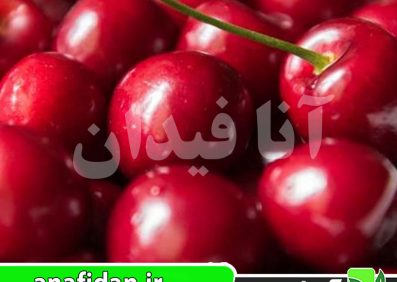نهال گیلاس سویت آن