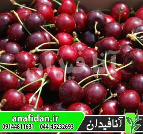 نهال گیلاس سویت هارت