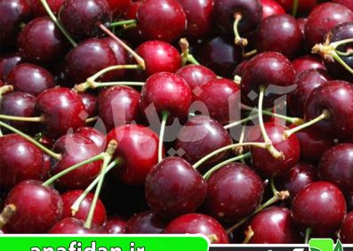 نهال گیلاس سویت هارت