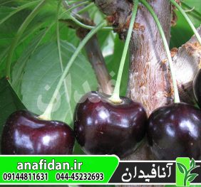 نهال گیلاس سیاه مشهد