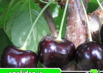 نهال گیلاس سیاه مشهد