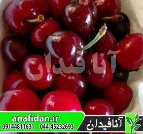 نهال گیلاس سیلویا پیش رس
