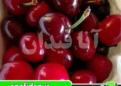 نهال گیلاس سیلویا پیش رس