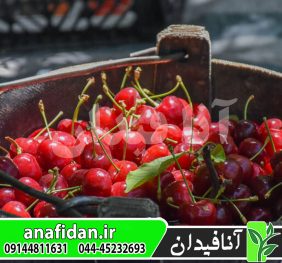 نهال گیلاس شاندیز