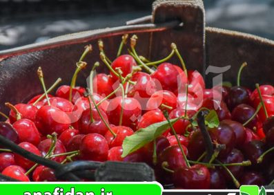 نهال گیلاس شاندیز