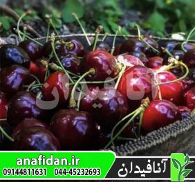نهال گیلاس عدلی