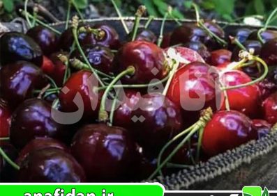 نهال گیلاس عدلی