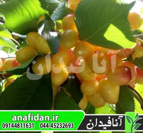 نهال گیلاس عسلی