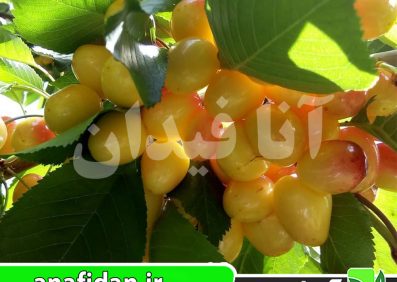 نهال گیلاس عسلی