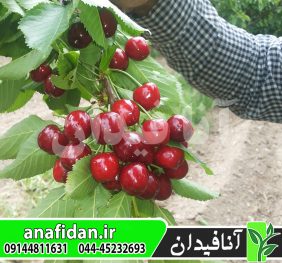 نهال گیلاس عطار