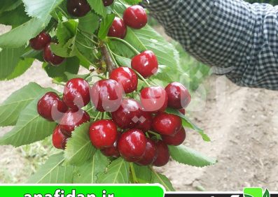 نهال گیلاس عطار