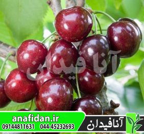 نهال گیلاس پنی