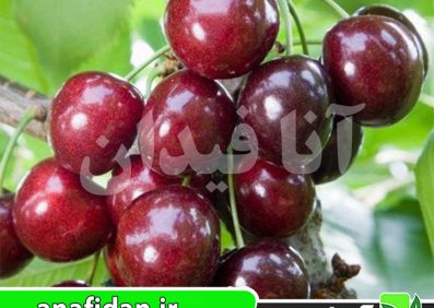 نهال گیلاس پنی